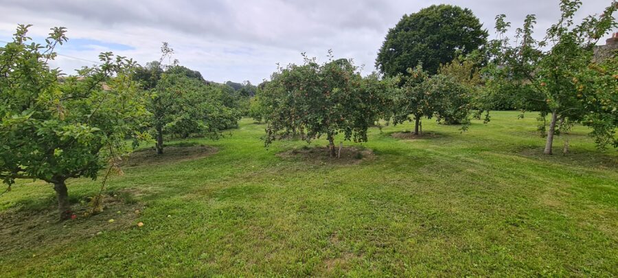 Communuty Orchard