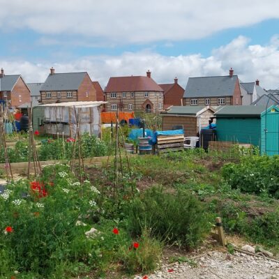 Charminster Farm Allotments June 24