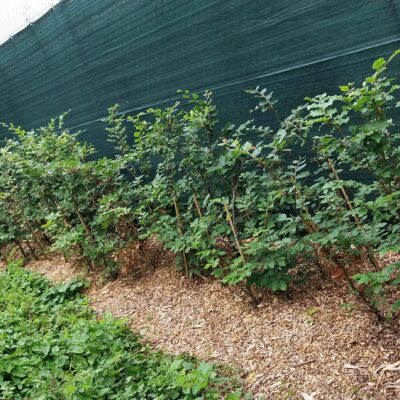 New Hedge planted on the road side